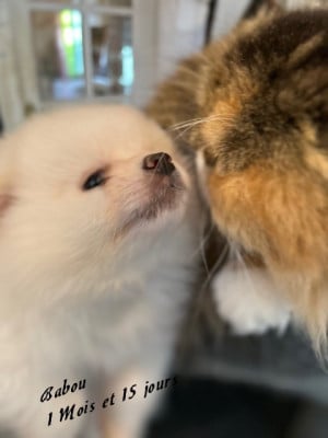 Les chiots de Spitz allemand