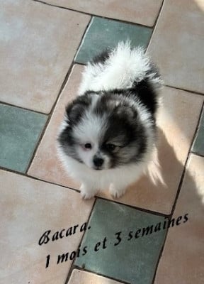 Les chiots de Spitz allemand
