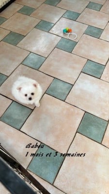 Les chiots de Spitz allemand