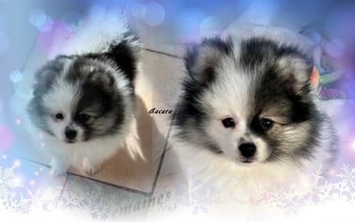 Les chiots de Spitz allemand