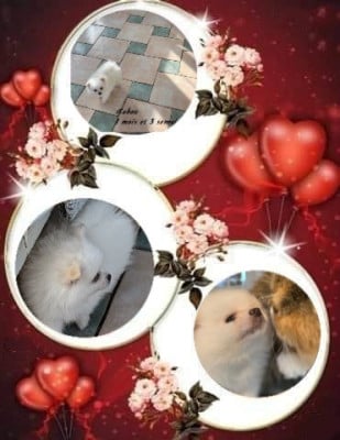 Les chiots de Spitz allemand