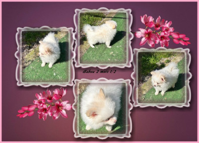 Les chiots de Spitz allemand