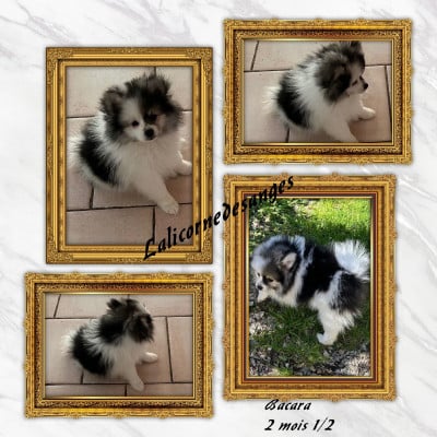 Les chiots de Spitz allemand