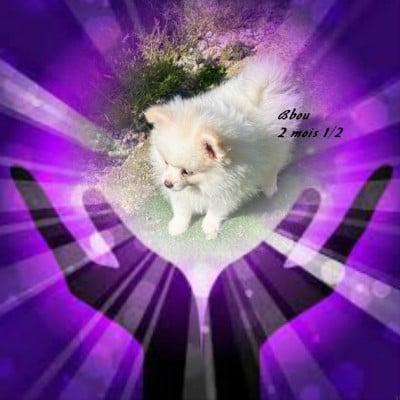 Les chiots de Spitz allemand