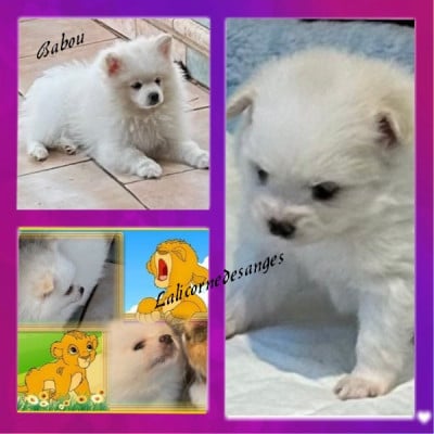 Les chiots de Spitz allemand