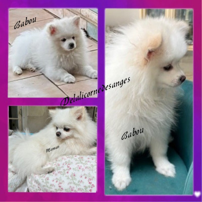 Les chiots de Spitz allemand