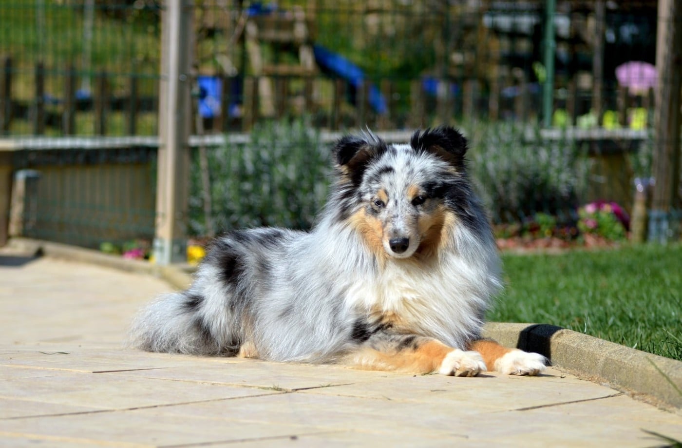 Publication : Du Monde d'Azuven Auteur : MP MOSER