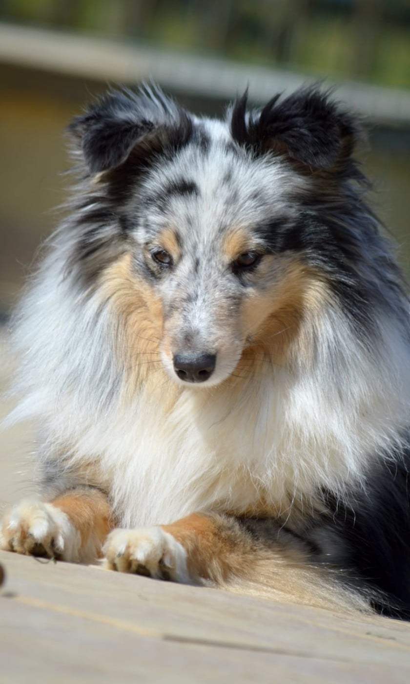 Publication : Du Monde d'Azuven Auteur : MP MOSER