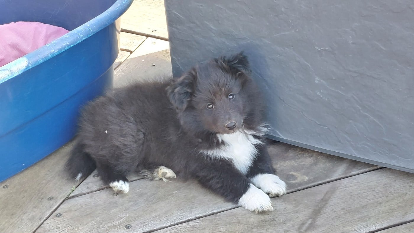 Black Neytiri du Monde d'Azuven