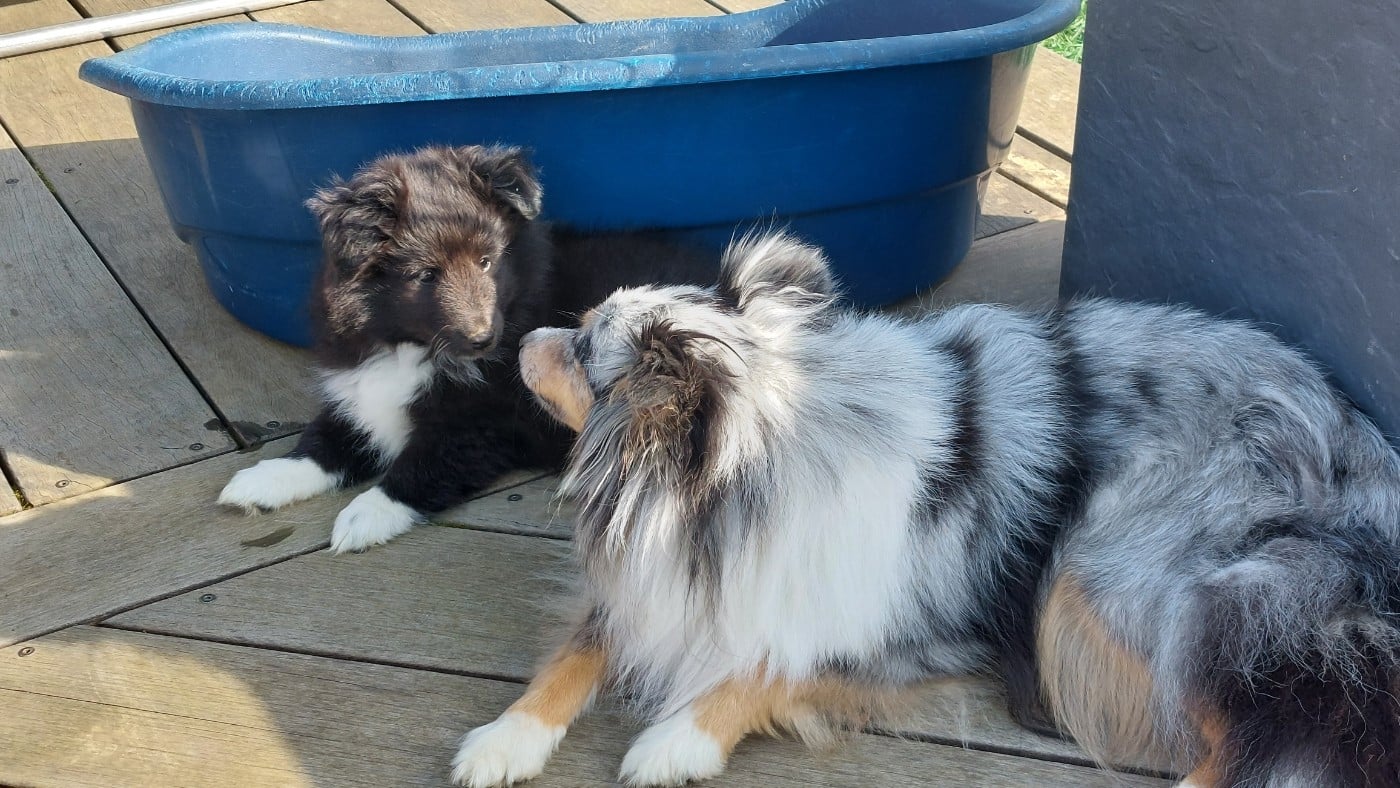 Black Neytiri du Monde d'Azuven