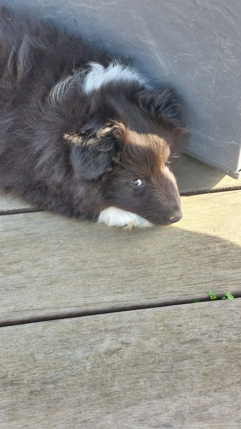 Black Neytiri du Monde d'Azuven