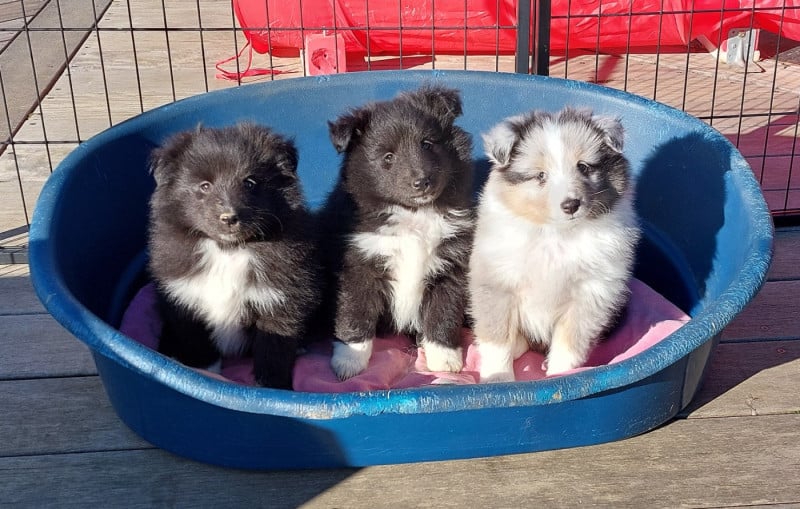 Shetland Sheepdog - Du Monde d'Azuven
