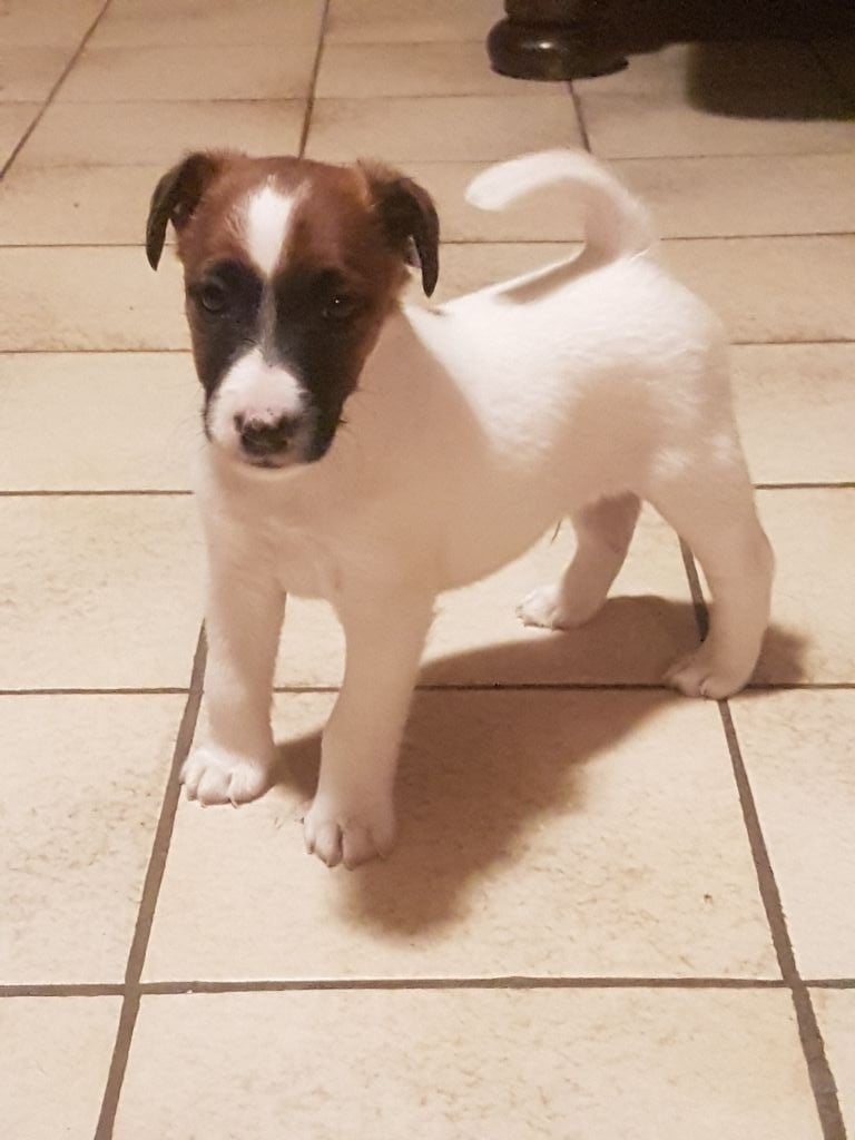 Chiot Fox Terrier Poil Lisse à Donner