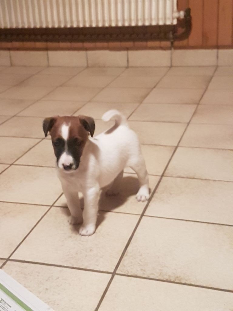 Chiot Fox Terrier Poil Lisse à Donner