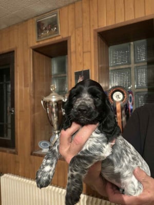 CHIOT 2 - Cocker Spaniel Anglais