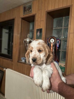 CHIOT 3 - Cocker Spaniel Anglais