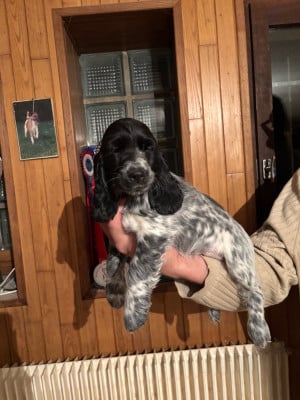 Les chiots de Cocker Spaniel Anglais