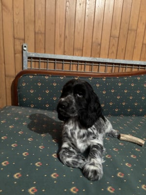 Les chiots de Cocker Spaniel Anglais