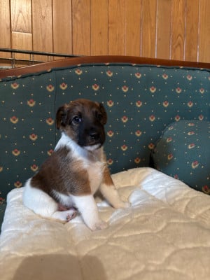 Les chiots de Fox Terrier Poil lisse