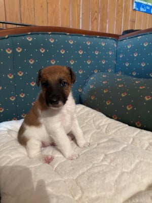 Les chiots de Fox Terrier Poil lisse