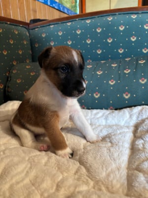 Les chiots de Fox Terrier Poil lisse