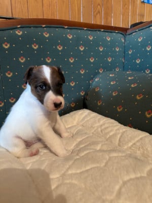 Les chiots de Fox Terrier Poil lisse