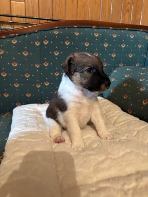 Les chiots de Fox Terrier Poil lisse