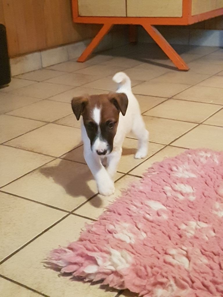Chiot Fox Terrier Poil Lisse à Donner