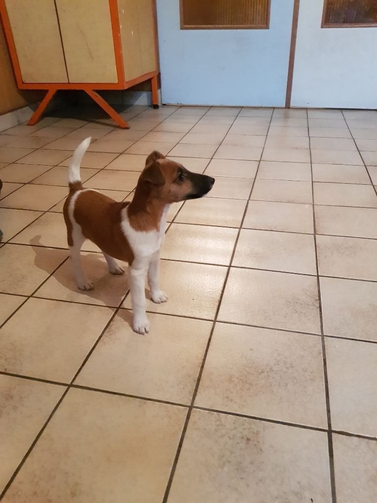 Chiot Fox Terrier Poil Lisse à Donner