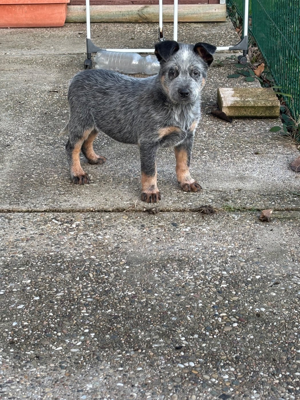 Bouvier australien - du mont de la Nonnenhardt