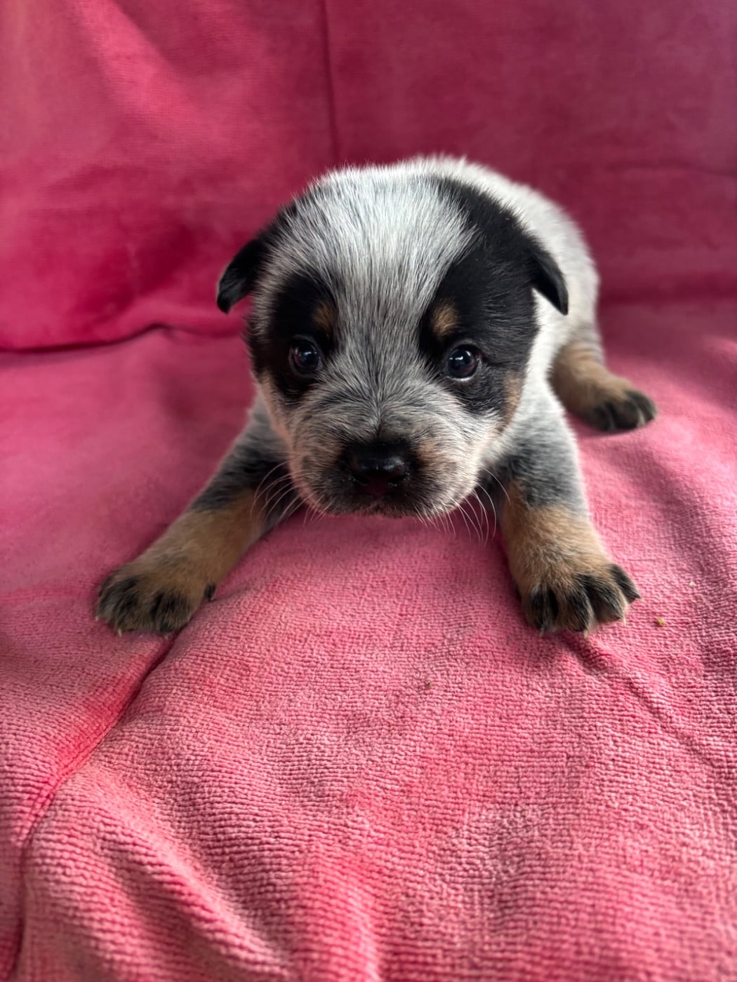 CHIOT 5 - Bouvier australien