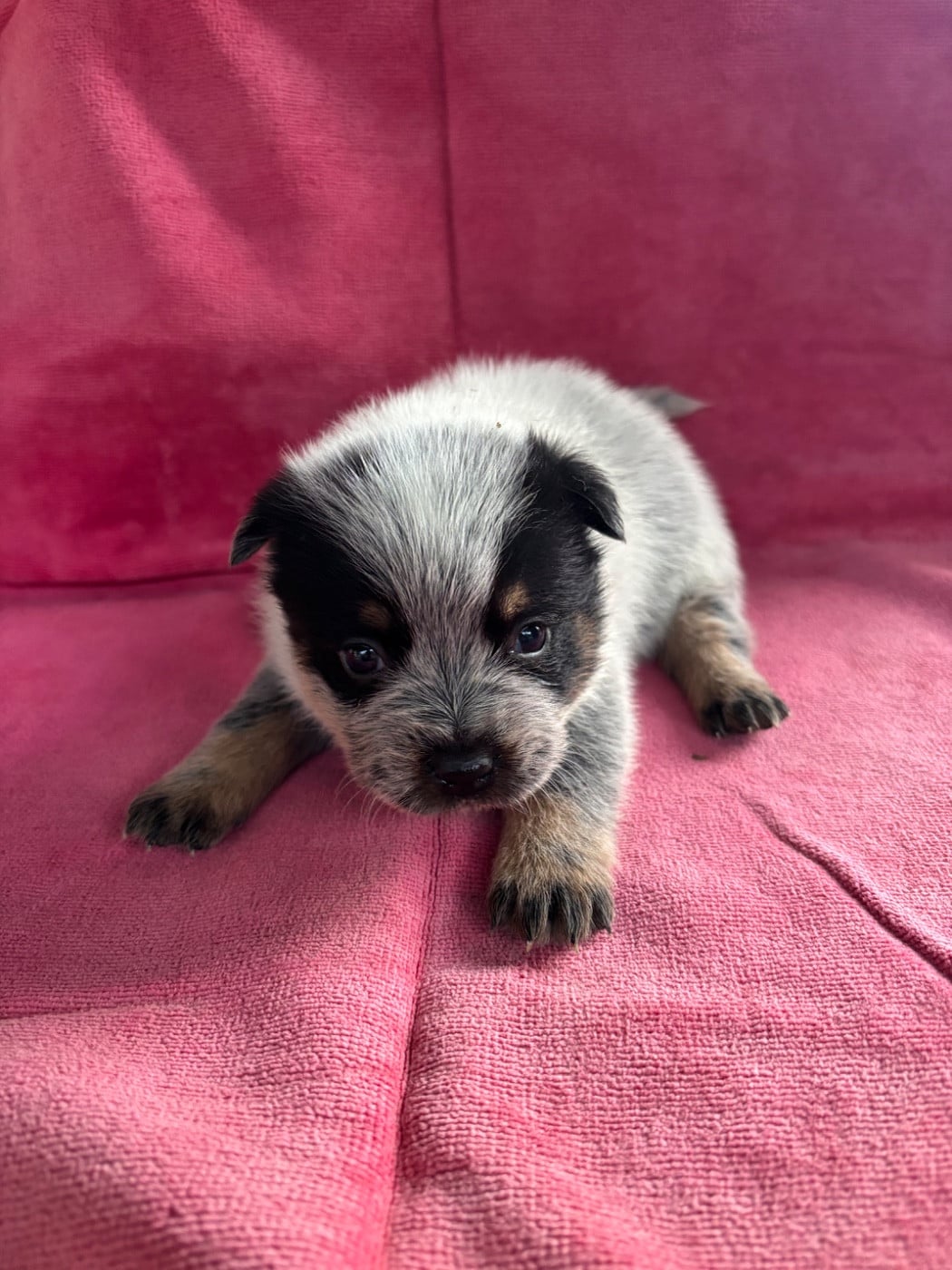 CHIOT 7 - Bouvier australien