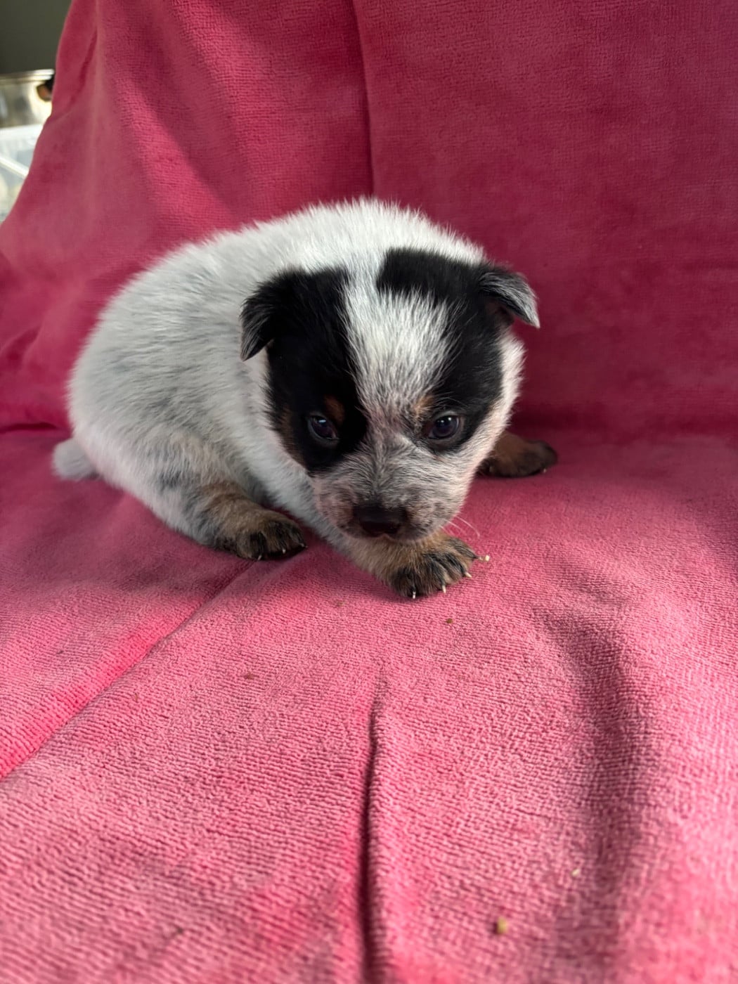 CHIOT 6 - Bouvier australien