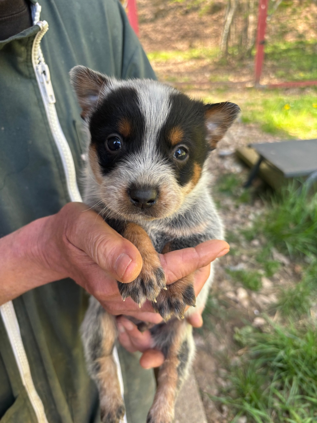 CHIOT 5 - Bouvier australien
