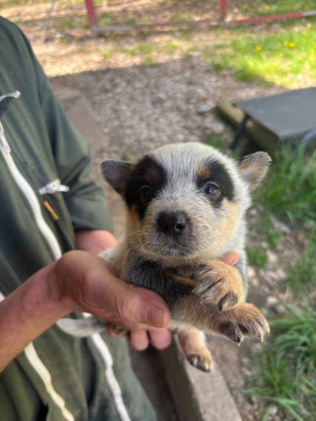 CHIOT 4 - Bouvier australien