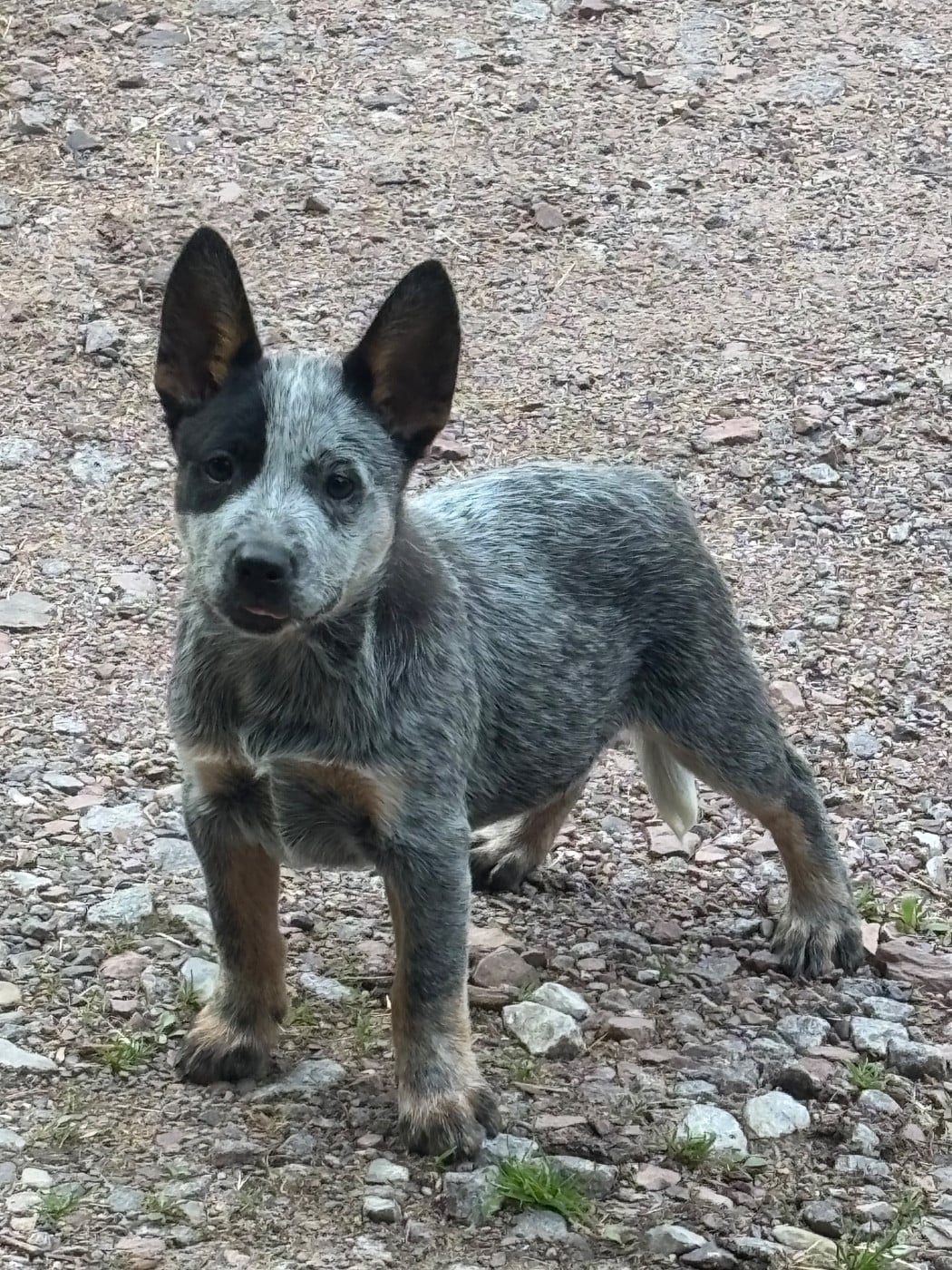 Bouvier australien - du mont de la Nonnenhardt