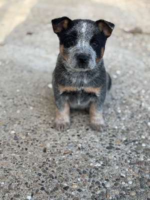Les chiots de Bouvier australien