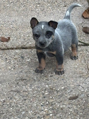 Les chiots de Bouvier australien