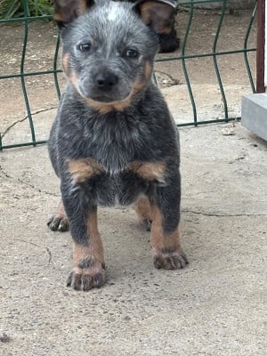 Les chiots de Bouvier australien