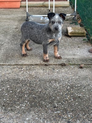 Les chiots de Bouvier australien