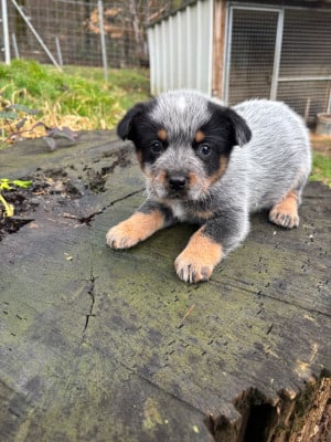 Les chiots de Bouvier australien