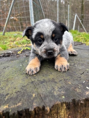 Les chiots de Bouvier australien
