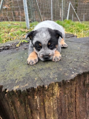 Les chiots de Bouvier australien