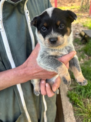 Les chiots de Bouvier australien