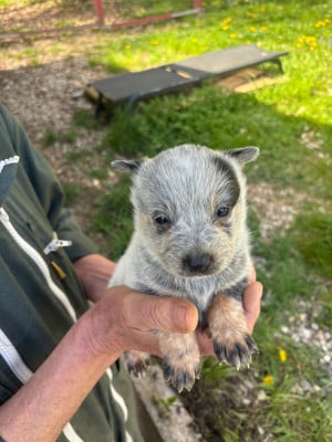 Les chiots de Bouvier australien