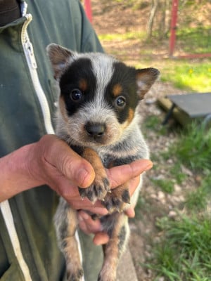 Les chiots de Bouvier australien