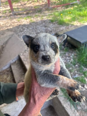 Les chiots de Bouvier australien