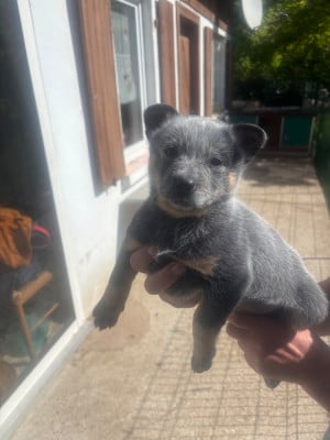 Les chiots de Bouvier australien