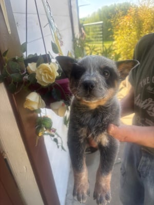 Les chiots de Bouvier australien