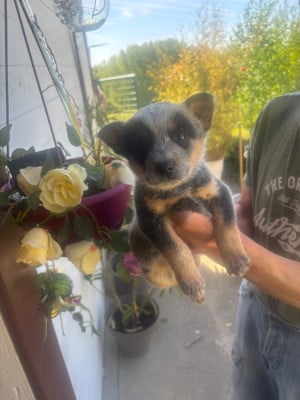 Les chiots de Bouvier australien